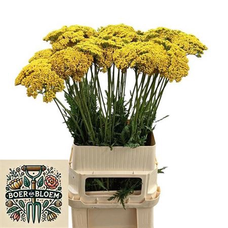 <h4>Achillea F Park Variety</h4>