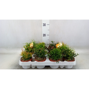 Rhipsalis   ...mix