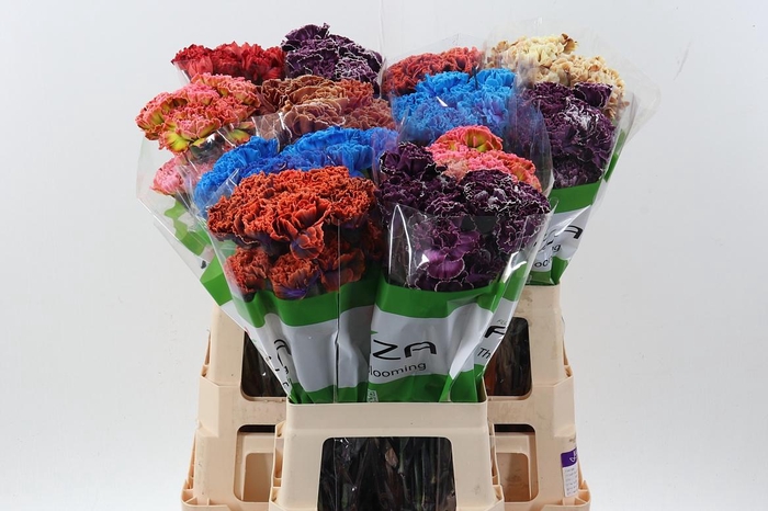 <h4>Di St Tinted Mixed</h4>