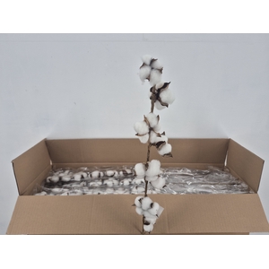 A-DF Cotton White 75cm 8 Ball