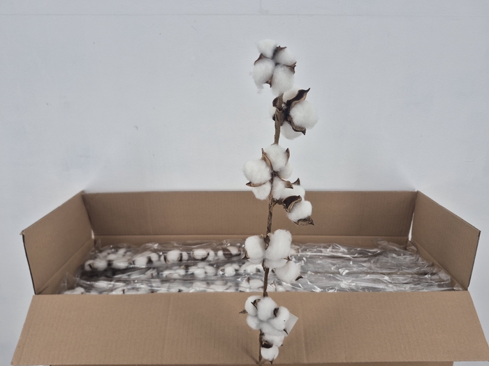 <h4>Dr Cotton White 75cm 8 Ball</h4>