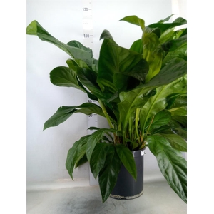 Anthurium crass. 'Jungle Bush'