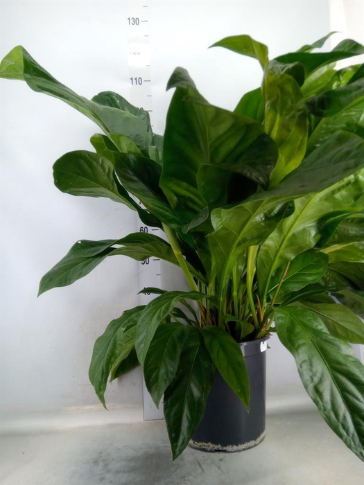 <h4>Anthurium crass. 'Jungle Bush'</h4>