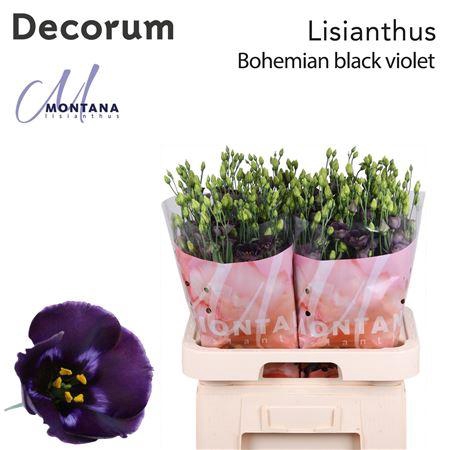 <h4>EUS E BOHEMIAN BLACK VIOLET</h4>