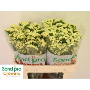 LIM S STARLIGHT WING