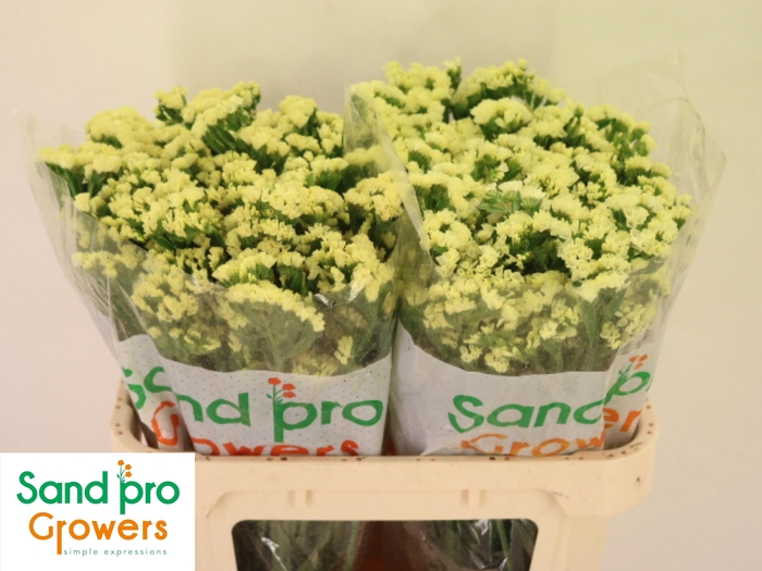 <h4>LIM S STARLIGHT WING</h4>