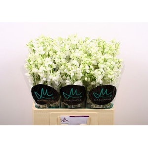 DELPH EN BE AN WHITE