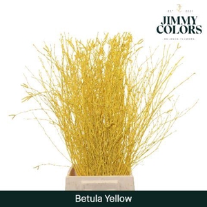 Betula L70 Yellow