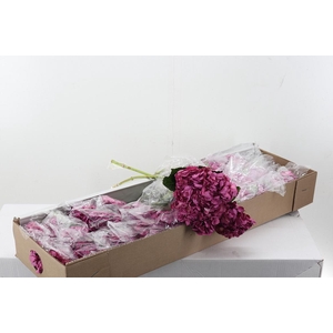 Hydr Mauve Box