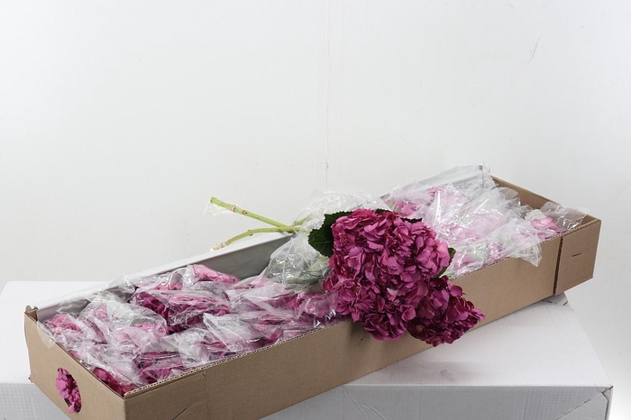 <h4>Hydr  Mauve Box</h4>