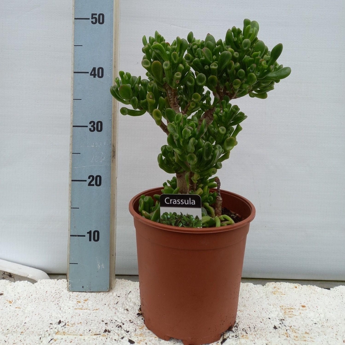 <h4>CRASS OVERIG</h4>