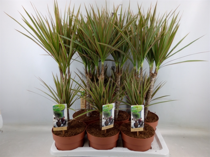 <h4>Dracaena marg. 'Bicolor'</h4>