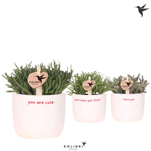 Kolibri Greens Rhipsalis mix in Love pot mix