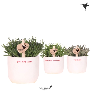 Kolibri Greens Rhipsalis mix in Love pot mix