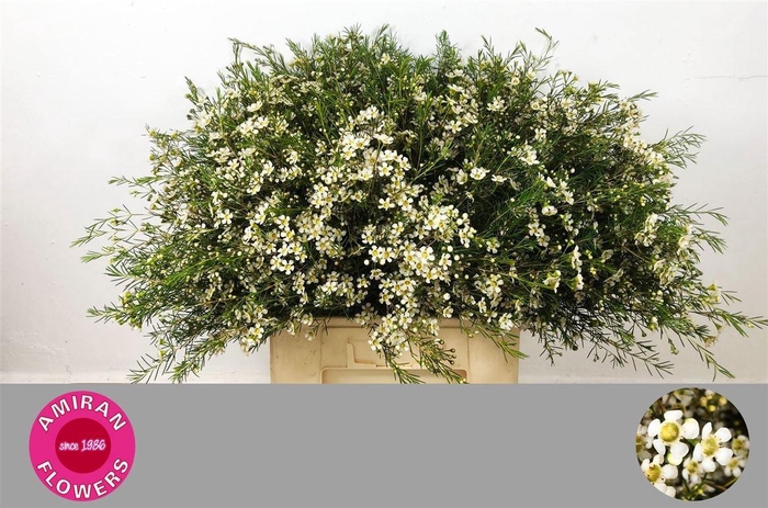 <h4>CHAME UN OFIR</h4>