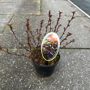 Physocarpus opulifolius All Black ('Minall2'PBR)