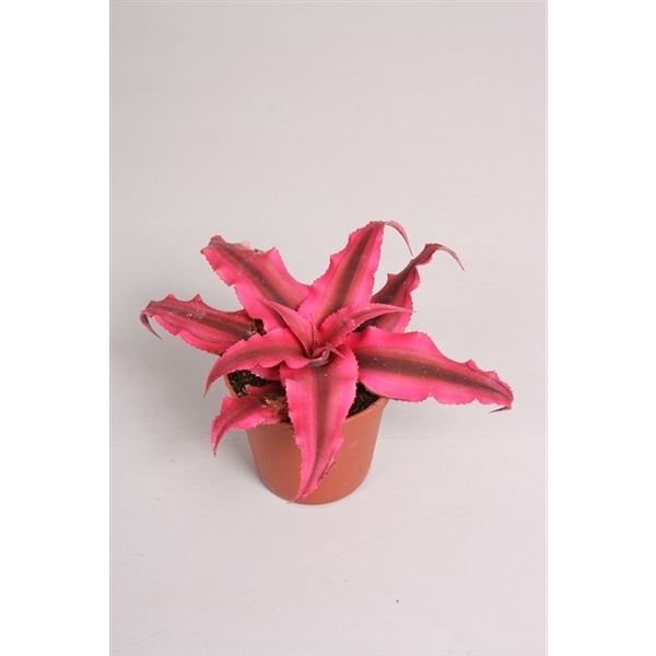 <h4>Cryptanthus 'Rubin Star'</h4>