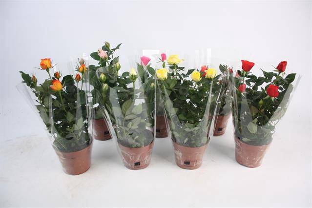 <h4>Rosa A2, Kleur Per Tray, Diverse Kl</h4>