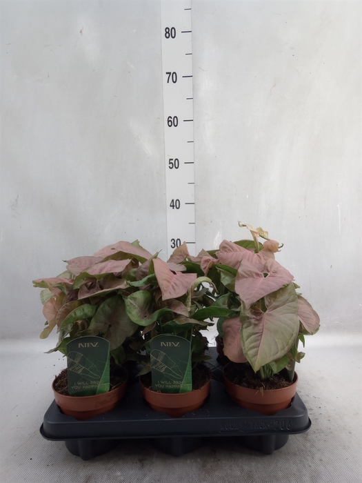 <h4>Syngonium podop.</h4>