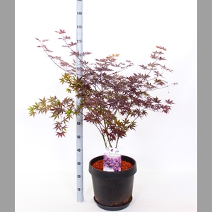 ACER PA BLOODGOOD