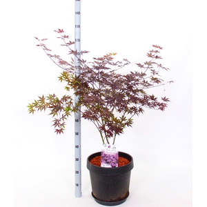 ACER PA BLOODGOOD