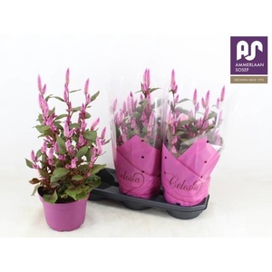 CEL WILD PINK