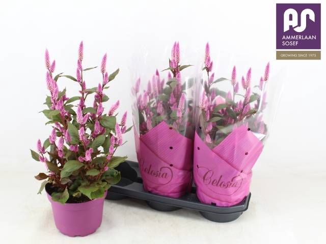 <h4>CEL WILD PINK</h4>