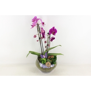 arr2 PL - Glas Olay phal lila