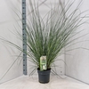 Cortaderia selloana