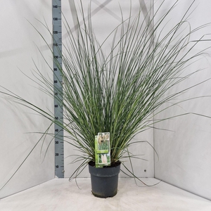 Cortaderia selloana