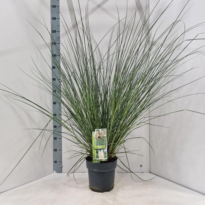 <h4>Cortaderia selloana</h4>