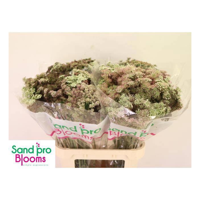 <h4>Daucus Carota Dara</h4>