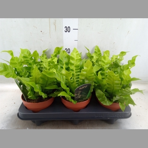 Asplenium nidus 'Crispy Wave'