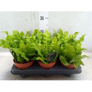 Asplenium nidus 'Crispy Wave'