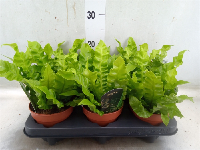 <h4>Asplenium nidus 'Crispy Wave'</h4>