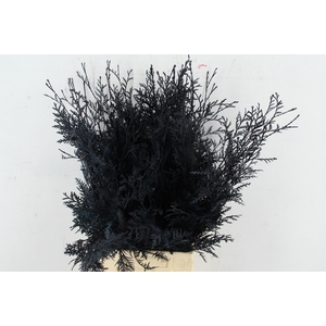 Coniferen xl intense Dark Blue per bunch