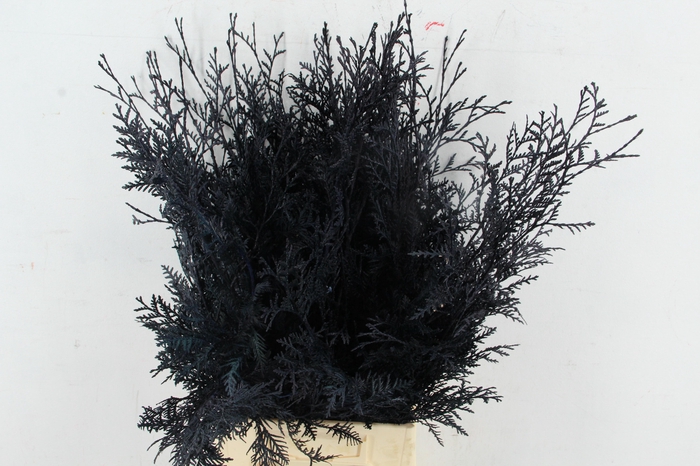 <h4>Coniferen xl intense Dark Blue per bunch</h4>