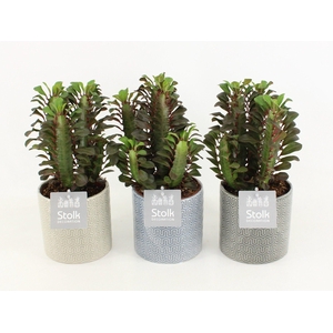 Euphorbia Trigona Rubra in Gaia keramiek