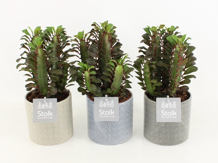 <h4>Euphorbia Trigona Rubra in Gaia keramiek</h4>