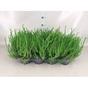 Calluna vulg.   ...
