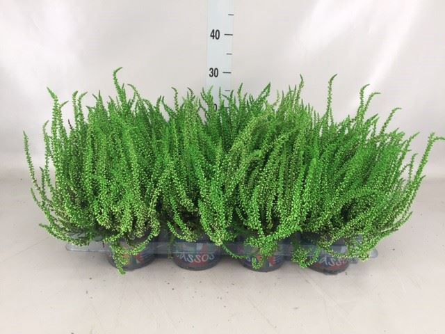 <h4>Calluna vulg.   ...</h4>