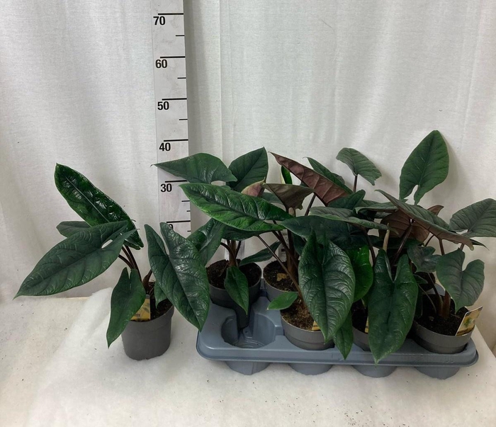 <h4>ALOC SCALPRUM</h4>