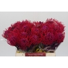 Nutans Painted Cerise