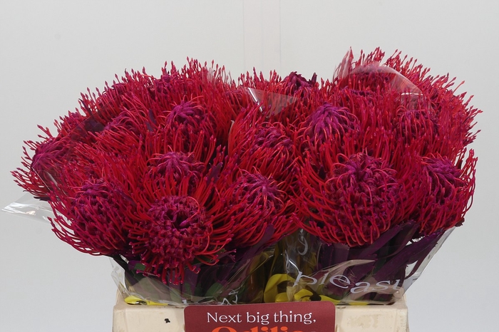 <h4>Nutans Painted Cerise</h4>