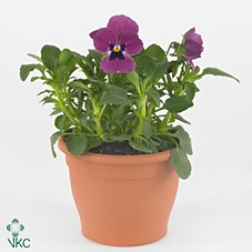 Viola Cornuta Pink