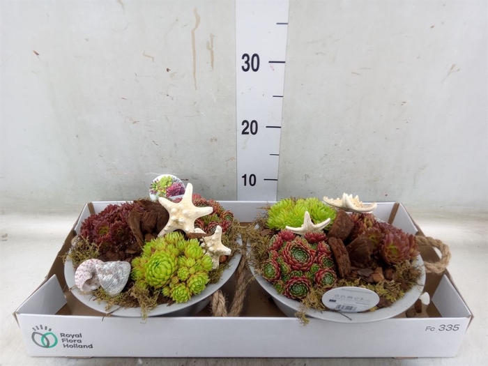 <h4>Arr.  Sempervivum L%</h4>