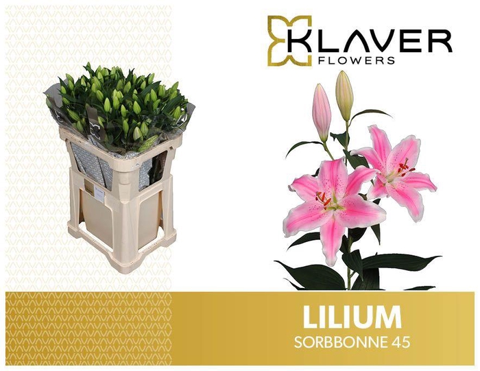 <h4>LI OR SORBONNE</h4>