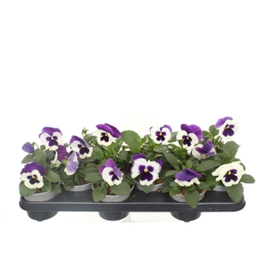 Viola F1 Violet & White