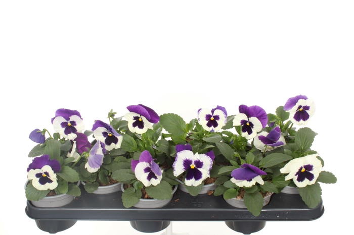 <h4>Viola F1 Violet & White</h4>