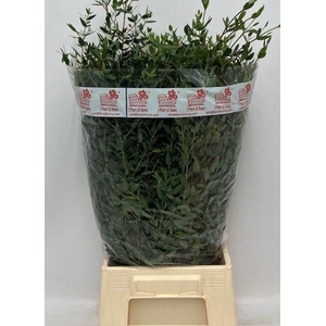 EUC PARVIFOLIA BUND 200gr REDUZIERT